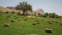 Selo Hanam, Lorestan
