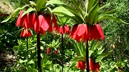 گۆرانیێکی خۆشی کوردی  له بەرنامەی ساباتی سۆز