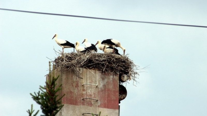 Foto:Tanjug/Dušan Aničić