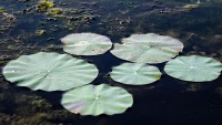 Laguna Anzali