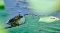 Laguna Anzali