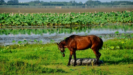  Laguna Anzali