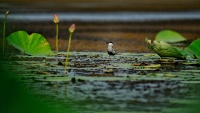 Laguna Anzali