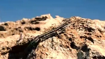 بوونەوەره خزۆکەکانی ئێران