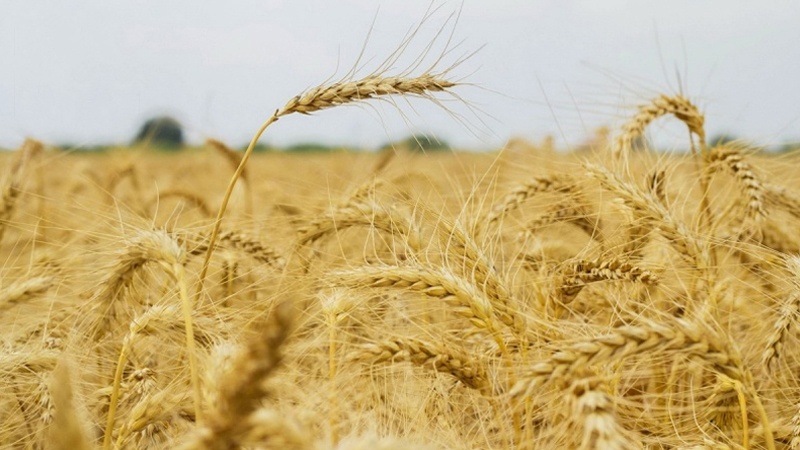ایران گندم کی پیداوار میں خود کفیل