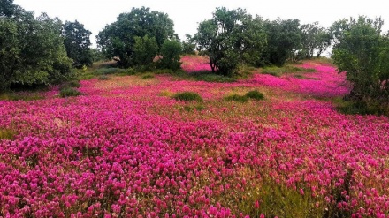 وەرزی بەهار لە پاوه