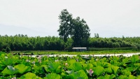 Laguna Anzali