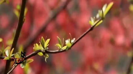گۆرانیێکی خۆش بە دەنگی کاک شۆرش ڕەشیدی له بەرنامەی شەوچرا