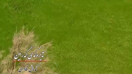 گۆرانیێکی خۆش بە دەنگی کەماڵ قادری له بەرنامەی ساباتی سۆز