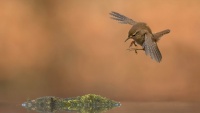 Odabrane fotografije s godišnjeg takmičenja u fotografiranju ptica 2018.