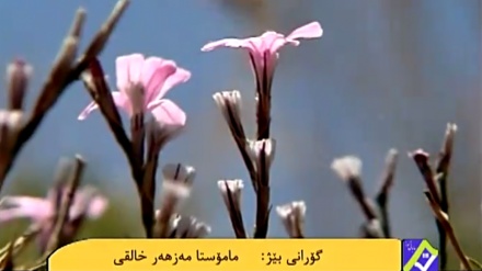 گۆرانیێکی خۆش بە دەنگی مامۆستا مەزهەر خالقی له بەرنامەی ساباتی سۆز