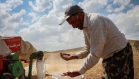 Branje pšenice, Istočni Azarbejdžan
