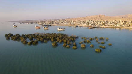 دارستانه‌کانی حه‌ررای قشم