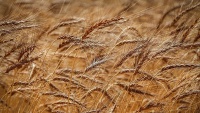 Branje pšenice, Istočni Azarbejdžan

