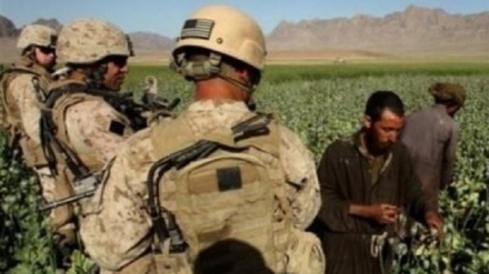 افغانستان میں منشیات کی پیداوار میں اضافہ