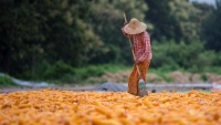 Poljoprivrednik nakon branja kukuruza na polju u Mijanmaru
