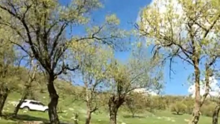 وێنەی بینەرانی سەحەر
