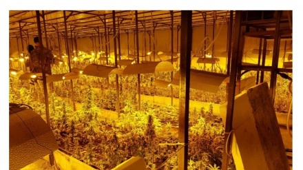 Otkrivena laboratorija za uzgoj marihuane 'skunk' na području Bijeljine