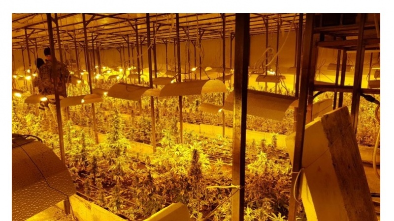 Otkrivena laboratorija za uzgoj marihuane 'skunk' na području Bijeljine
