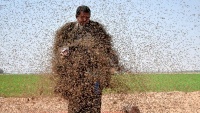 Hiljade pčela na tijelu jednog muškarca u Tabuku, u S.Arabiji