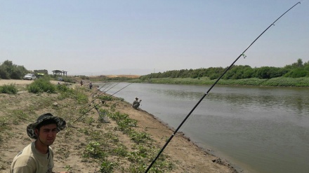 گۆمە هەشیلانی کرماشان