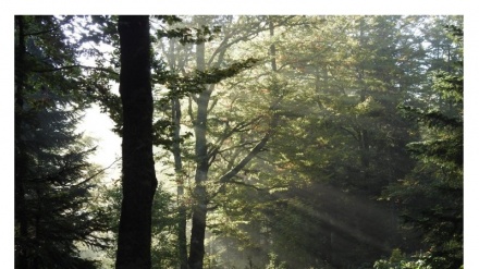 Prašuma Perućica, jedinstveni biser biodiverziteta na tlu Evrope