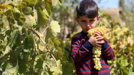  وەرزی هەڵگرتنەوەی ترێ لە باخەکانی پارێزگای خوراسان - ئێران