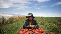 Branje paradajza u kazvinskoj ravnici