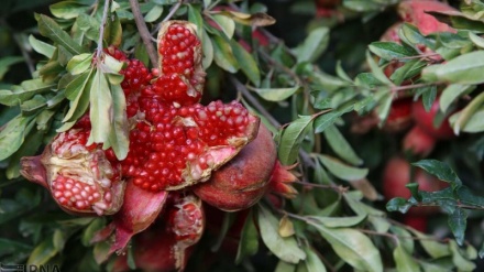 ئاهەنگی هەنار تەکاندن لە گوندەکانی ئەندیمشکی ئەهواز
