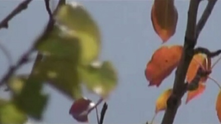 گۆرانیێک بە ناوی بارانه له بەرنامەی ساباتی سۆز