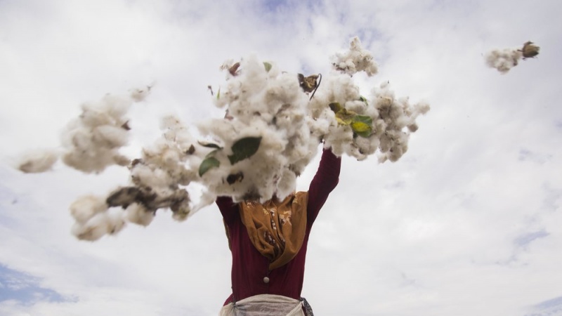 Pamuk, kotač života i zapošljavanje u Gorganu