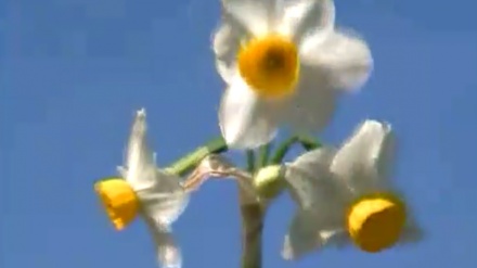 گۆرانیێکی خۆش له بەرنامەی ساباتی سۆز