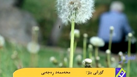 گۆرانیێکی خۆش بە دەنگی محەممەد ڕەجەبی له بەرنامەی ساباتی سۆز