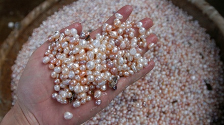 خلیج فارس کے سچے موتی ایران کے نام سے رجسٹرڈ 