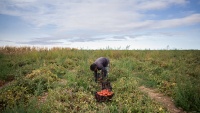 Branje paradajza u kazvinskoj ravnici