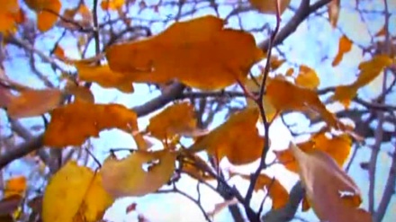گۆرانی دیاری یاران بە دەنگی شەباز شاهین پوور