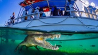 Aligator ispod čamca u Karipskom moru