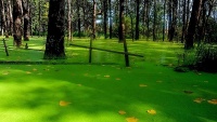 Šumski park Saravan
