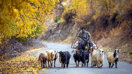 Jesenji pejzaž, Kurdistan