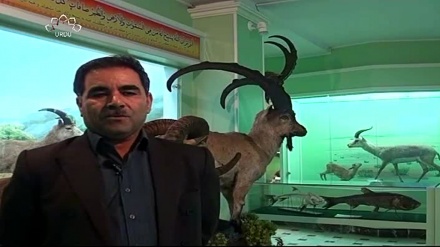 ڈاکیومنٹری - کردستان کے جانور