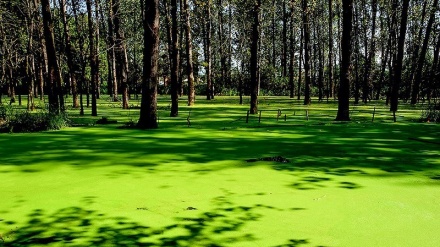 Šumski park Saravan