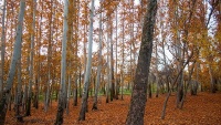 Jesenji pejzaž, Sjeverni Horasan
