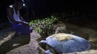 Ogromna kornjača pred izumiranjem u Mijanmaru