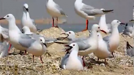 بەشێک لە دێکۆمێنتاریی باڵەنده ماسی خۆرەکان