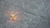 Feldberg, Njemačka, zamrznute grane