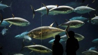 Obilazak velikog akvarija u Tokiju