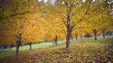 گۆرانیێکی شاد به دەنگی ماردین بەخته