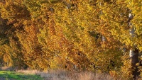 Jesenji pejzaž