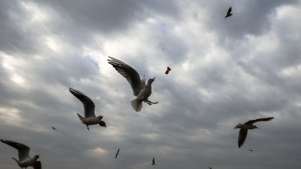  باڵەنده ماسی خۆرەکان - 16-01-2019