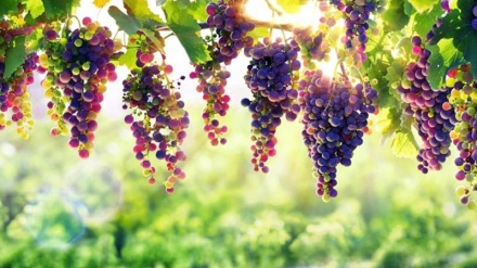 İran üzümü beynəlxalq səviyyədə qeydə alınıb